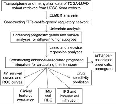 Enhancer-associated regulatory network and gene signature based on transcriptome and methylation data to predict the survival of patients with lung adenocarcinoma